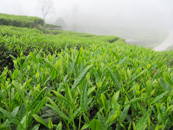 几百年前,茶农们采用最原始的工艺制茶 以红砖起灶,铁鼎炒制,相思木